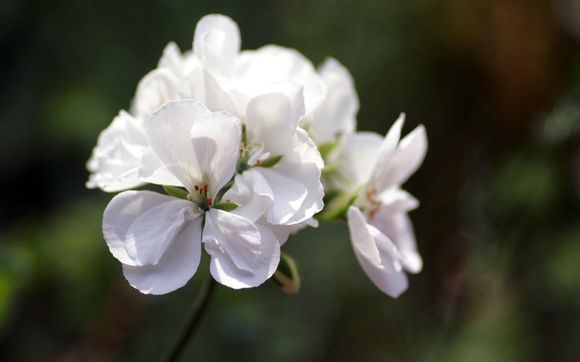 拳皇库拉的5个猥琐技能