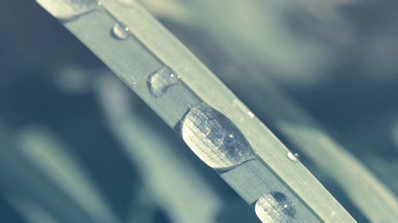 kite是什么意思中文